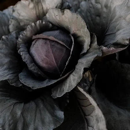 Gasthuis Moonfra Antignano (Piedmont)